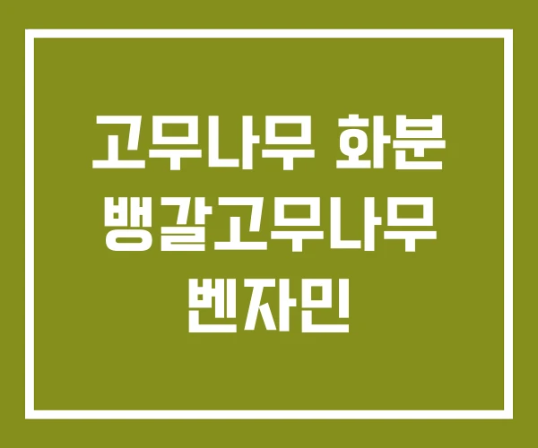 고무나무 화분 뱅갈고무나무 벤자민