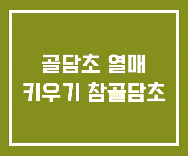 골담초 열매 키우기 참골담초