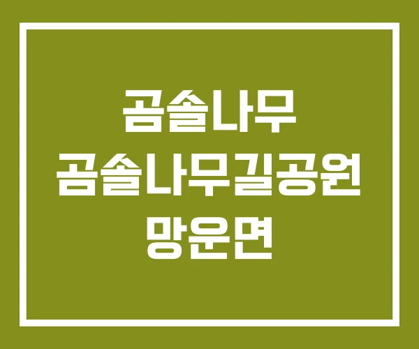 곰솔나무 곰솔나무길공원 망운면