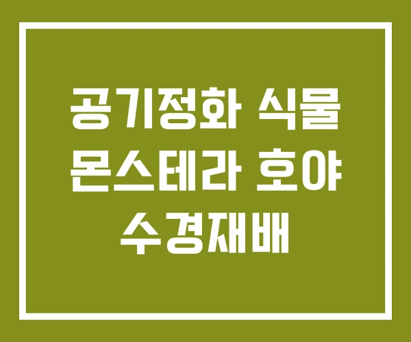 공기정화 식물 몬스테라 호야 수경재배