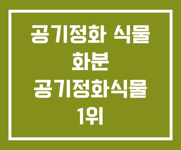 공기정화 식물 화분 공기정화식물 1위