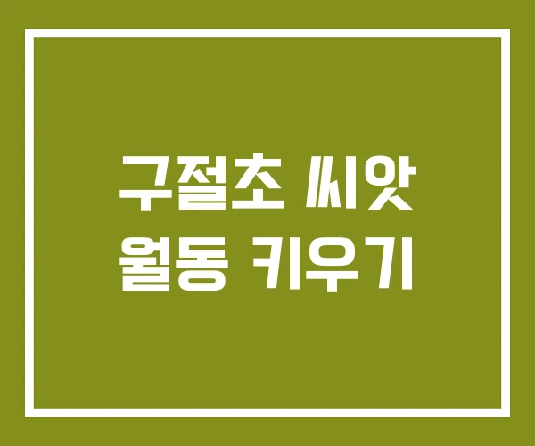 구절초 씨앗 월동 키우기