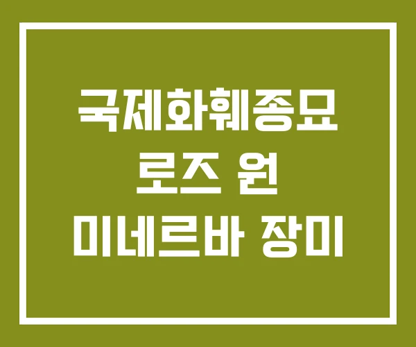 국제화훼종묘 로즈 원 미네르바 장미