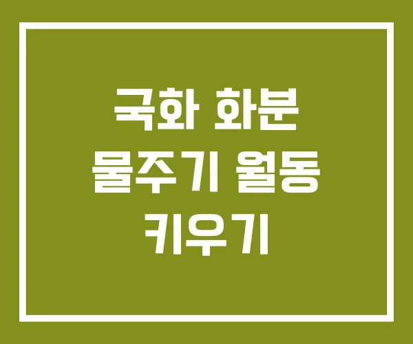 국화 화분 물주기 월동 키우기