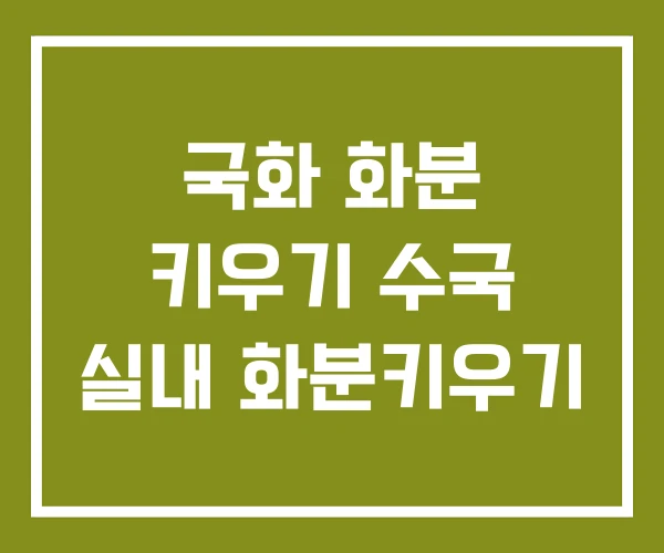 국화 화분 키우기 수국 실내 화분키우기