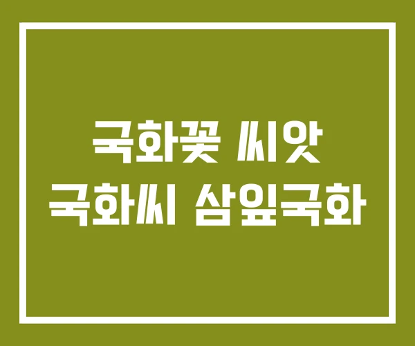 국화꽃 씨앗 국화씨 삼잎국화