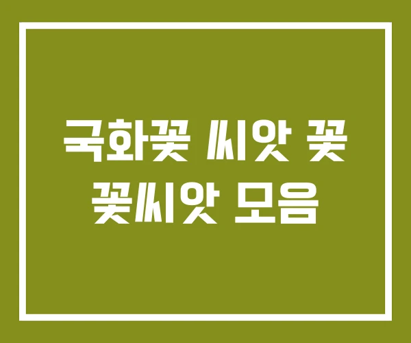 국화꽃 씨앗 꽃 꽃씨앗 모음