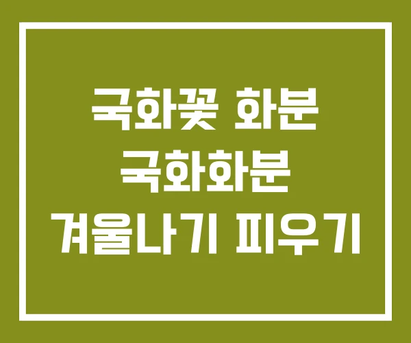 국화꽃 화분 국화화분 겨울나기 피우기