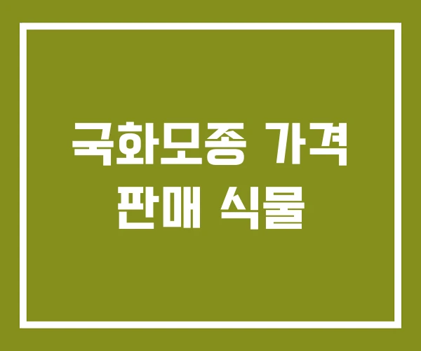 국화모종 가격 판매 식물