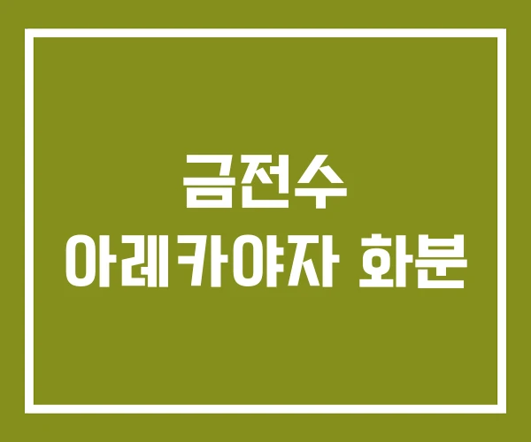 금전수 아레카야자 화분