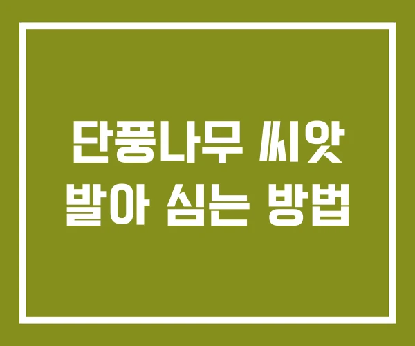 단풍나무 씨앗 발아 심는 방법