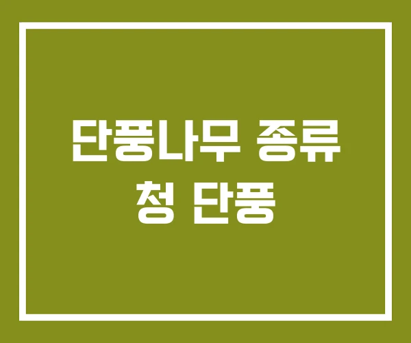 단풍나무 종류 청 단풍