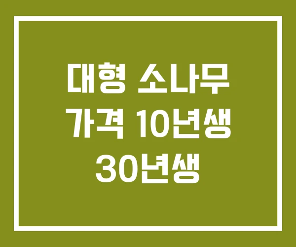 대형 소나무 가격 10년생 30년생