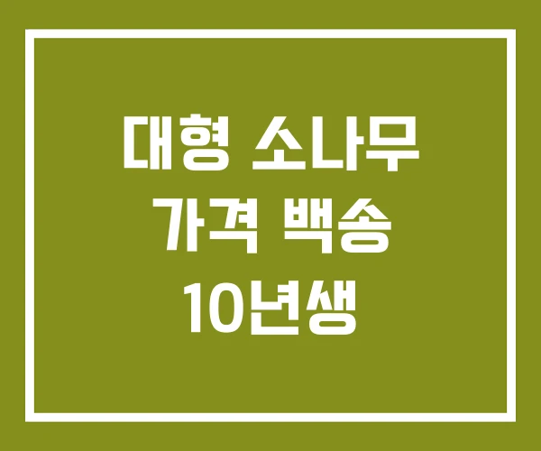 대형 소나무 가격 백송 10년생