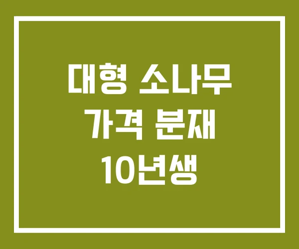 대형 소나무 가격 분재 10년생