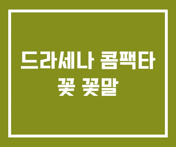 드라세나 콤팩타 꽃 꽃말