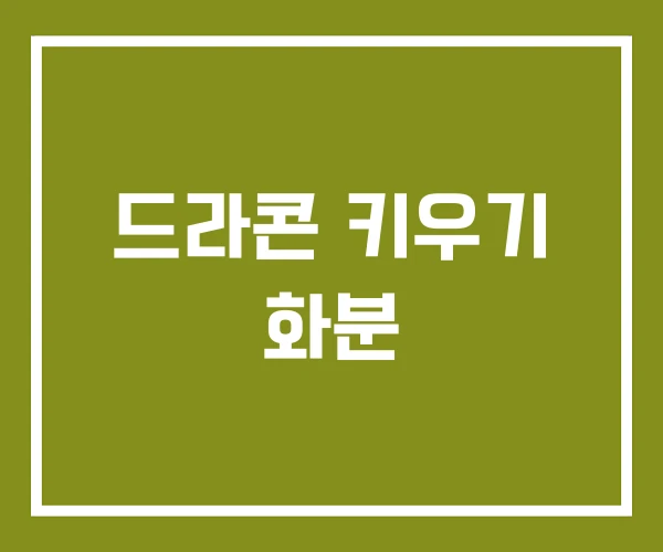 드라콘 키우기 화분