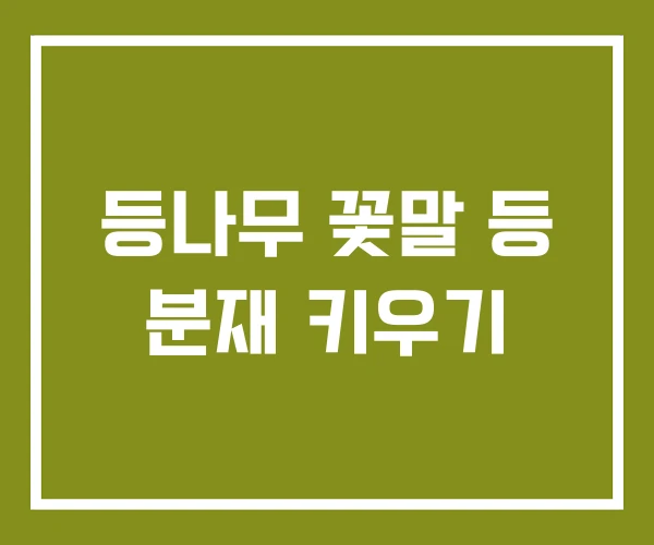 등나무 꽃말 등 분재 키우기