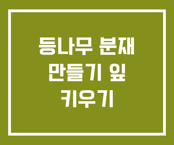 등나무 분재 만들기 잎 키우기