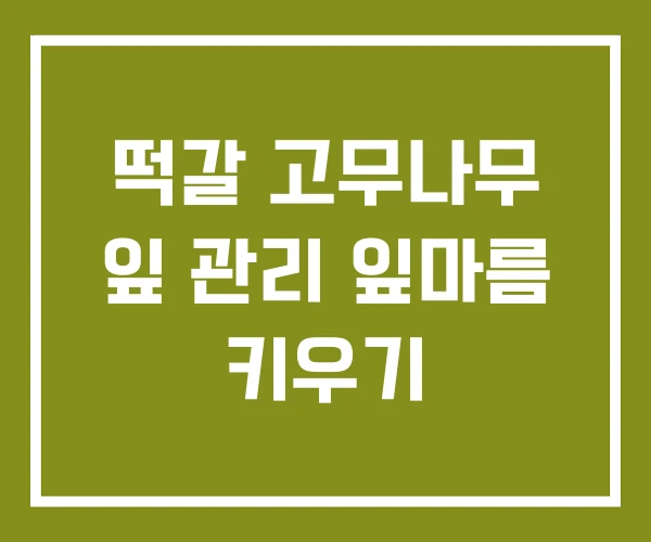 떡갈 고무나무 잎 관리 잎마름 키우기