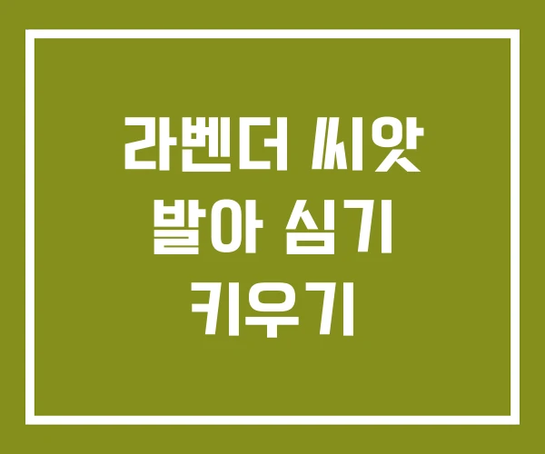 라벤더 씨앗 발아 심기 키우기