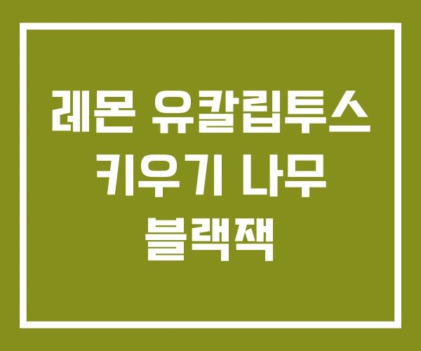 레몬 유칼립투스 키우기 나무 블랙잭