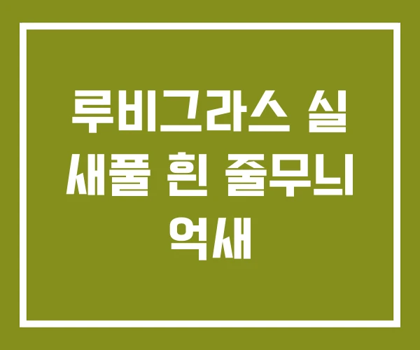 루비그라스 실 새풀 흰 줄무늬 억새