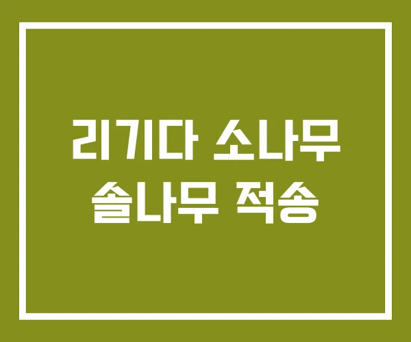 리기다 소나무 솔나무 적송