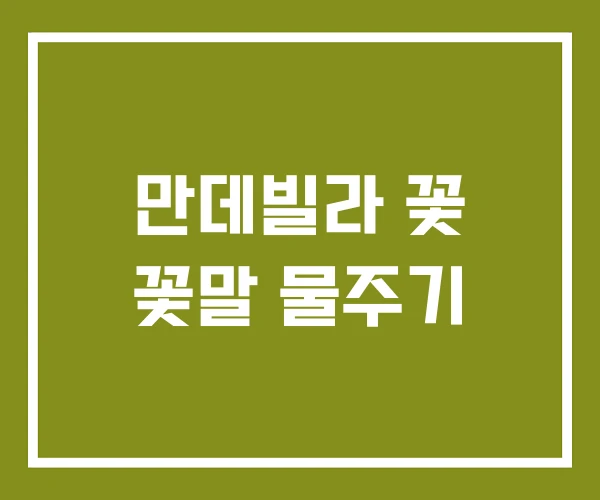 만데빌라 꽃 꽃말 물주기