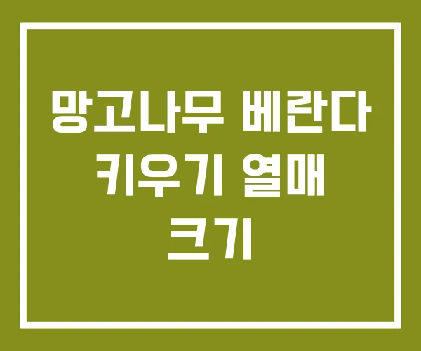 망고나무 베란다 키우기 열매 크기