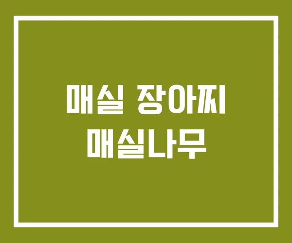 매실 장아찌 매실나무