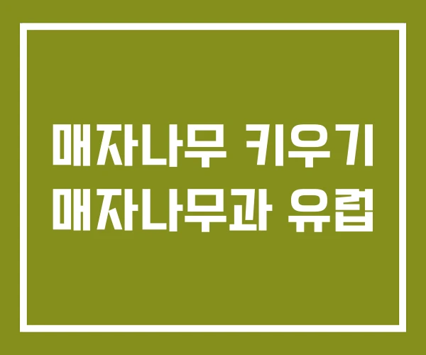매자나무 키우기 매자나무과 유럽
