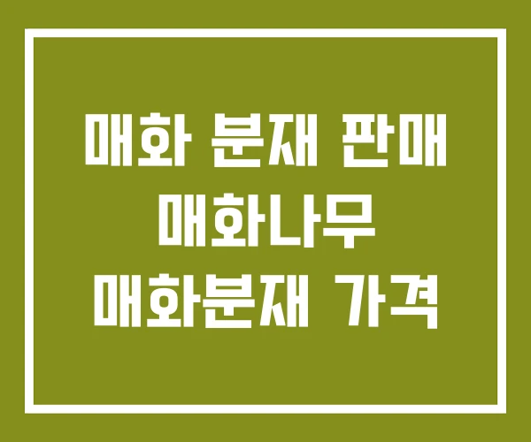 매화 분재 판매 매화나무 매화분재 가격