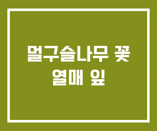 멀구슬나무 꽃 열매 잎