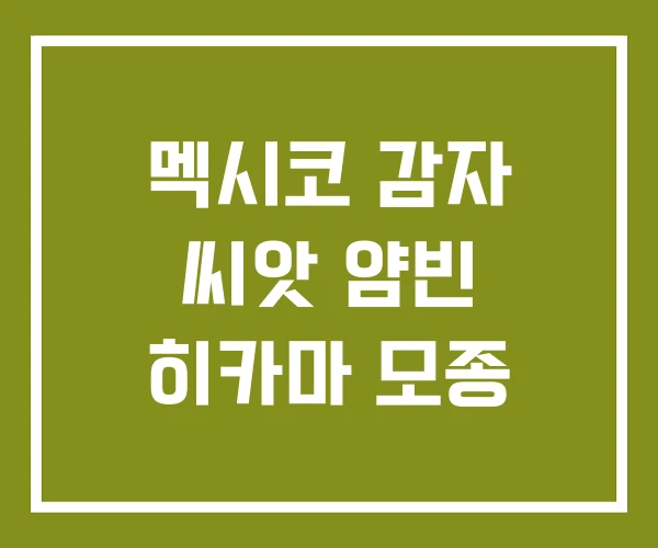 멕시코 감자 씨앗 얌빈 히카마 모종
