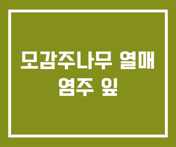 모감주나무 열매 염주 잎