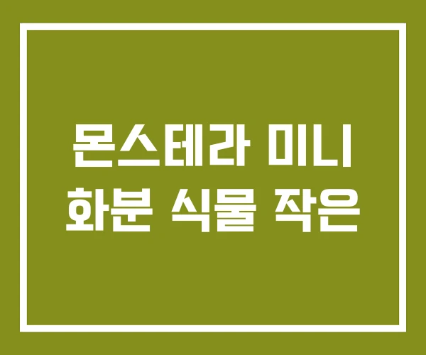 몬스테라 미니 화분 식물 작은