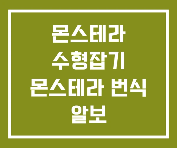 몬스테라 수형잡기 몬스테라 번식 알보