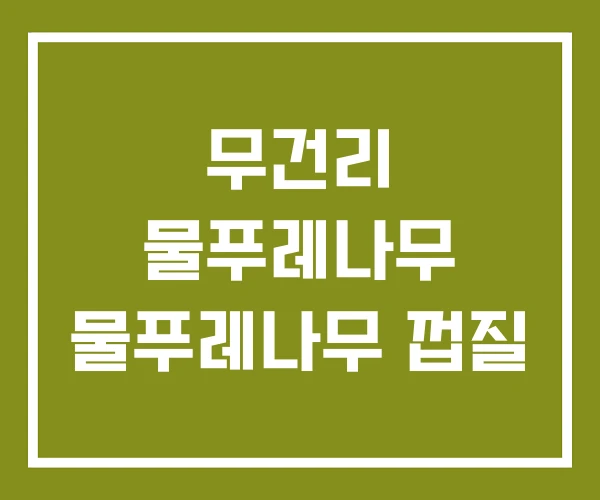 무건리 물푸레나무 물푸레나무 껍질