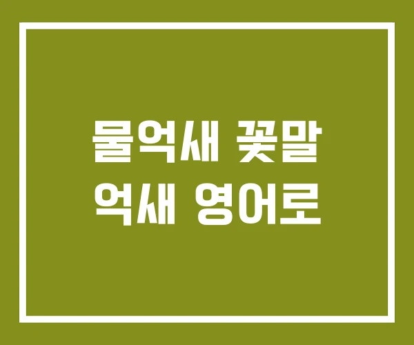 물억새 꽃말 억새 영어로