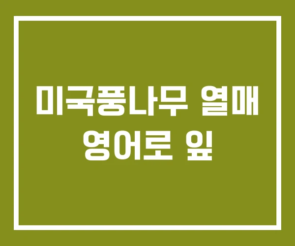 미국풍나무 열매 영어로 잎