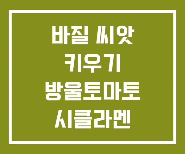 바질 씨앗 키우기 방울토마토 시클라멘