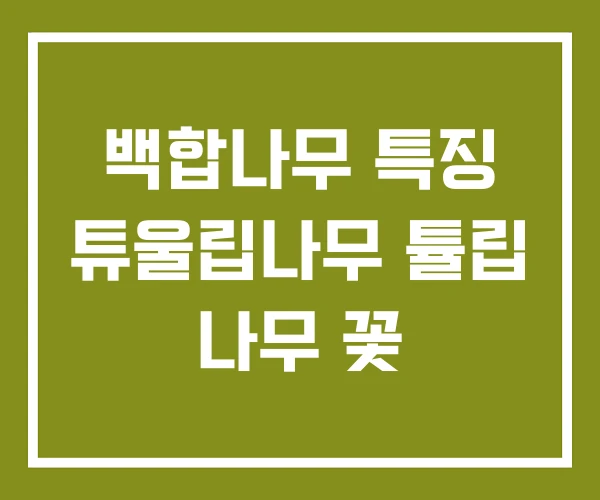 백합나무 특징 튜울립나무 튤립 나무 꽃