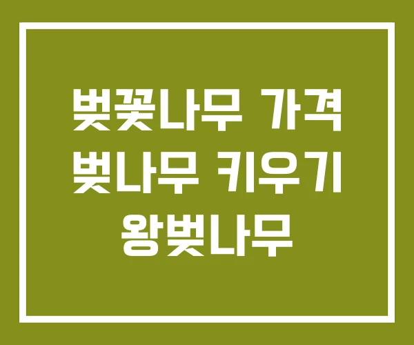 벚꽃나무 가격 벚나무 키우기 왕벚나무