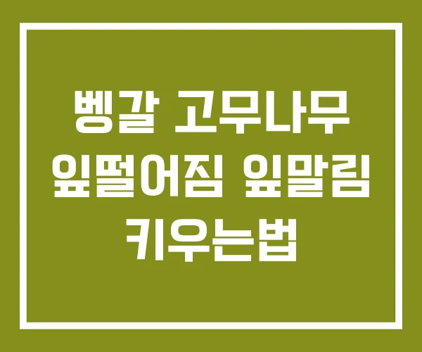 벵갈 고무나무 잎떨어짐 잎말림 키우는법