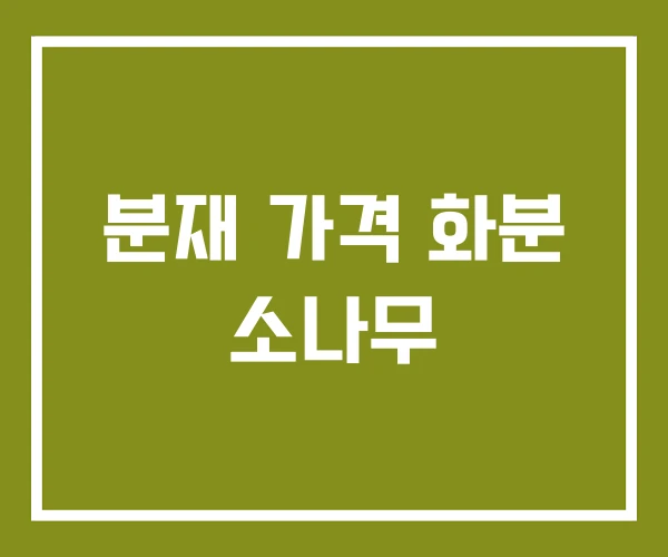 분재 가격 화분 소나무