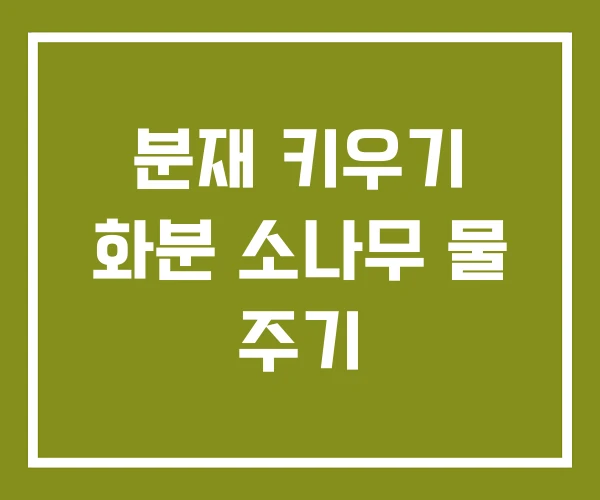분재 키우기 화분 소나무 물 주기