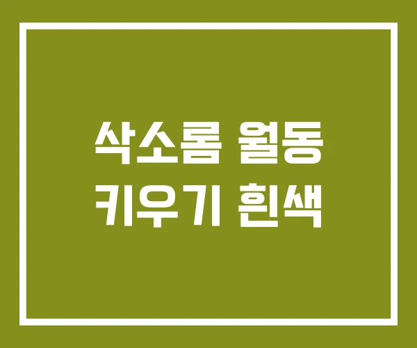 삭소롬 월동 키우기 흰색