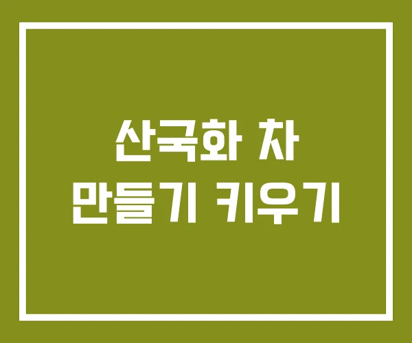 산국화 차 만들기 키우기