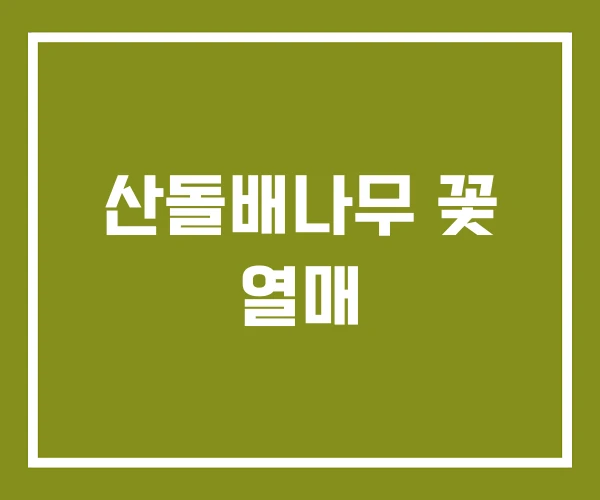 산돌배나무 꽃 열매